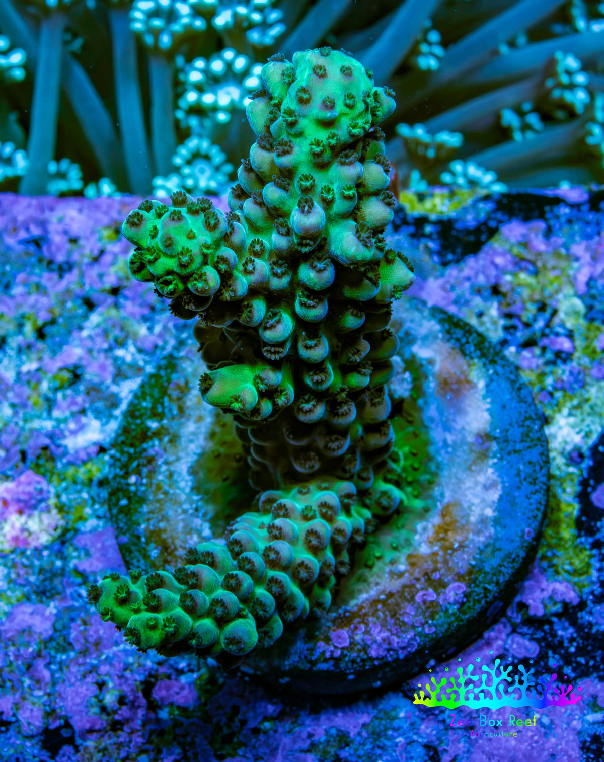 Acro Frag WYSIWYG Acro Frag WYSIWYG SPS Acro Frag WYSIWYG Zeo Box Reef