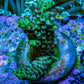 Acro Frag WYSIWYG Acro Frag WYSIWYG SPS Acro Frag WYSIWYG Zeo Box Reef