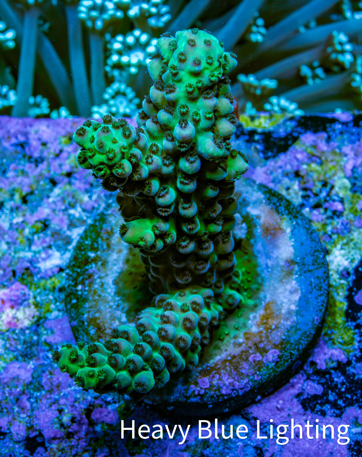 Acro Frag WYSIWYG Acro Frag WYSIWYG SPS Acro Frag WYSIWYG Zeo Box Reef