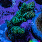 Acropora Coral - Acro Frag  WYSIWYG B2R5B1 Acropora Coral - Acro Frag  WYSIWYG B2R5B1 SPS Acropora Coral - Acro Frag  WYSIWYG B2R5B1 Zeo Box Reef