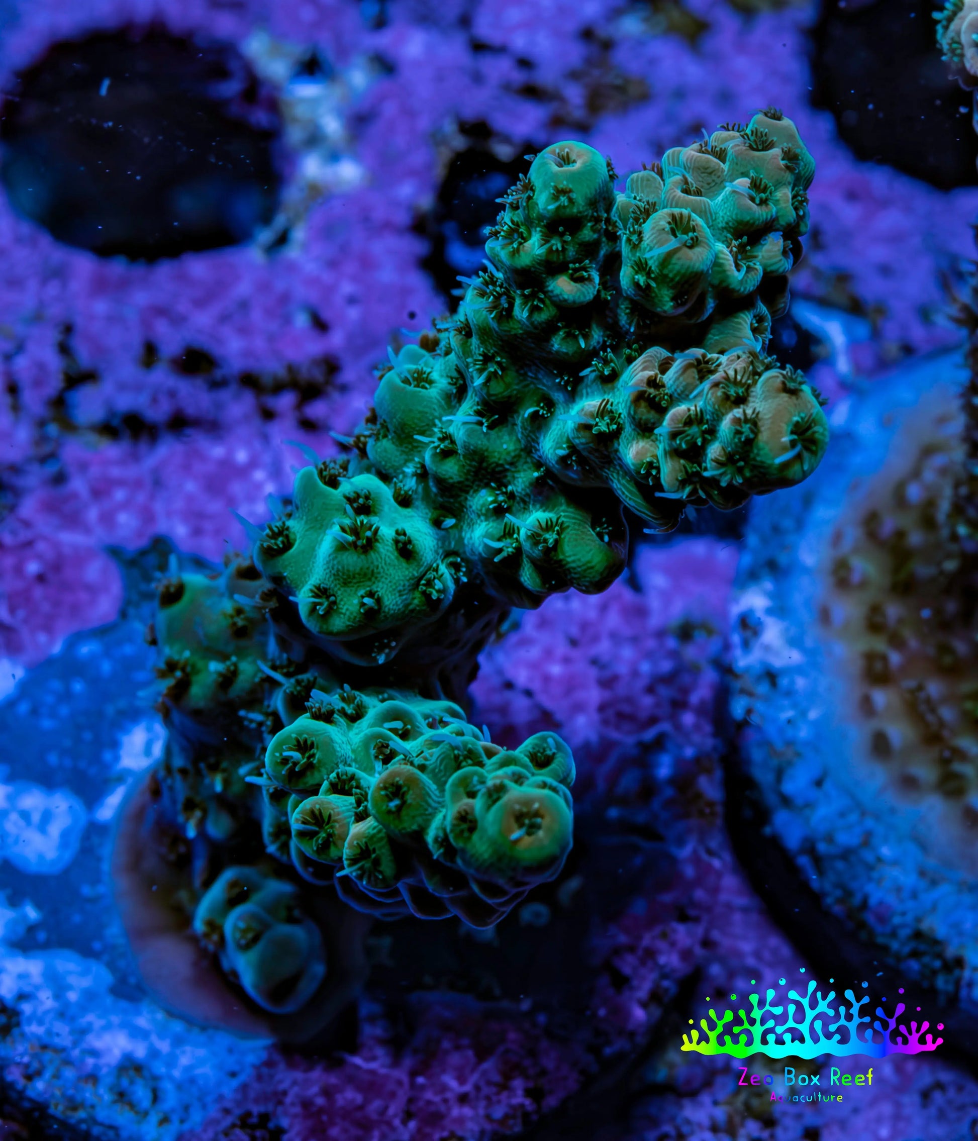 Acropora Coral - Acro Frag  WYSIWYG B2R5B1 Acropora Coral - Acro Frag  WYSIWYG B2R5B1 SPS Acropora Coral - Acro Frag  WYSIWYG B2R5B1 Zeo Box Reef