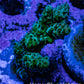 Acropora Coral - Acro Frag  WYSIWYG B2R5B1 Acropora Coral - Acro Frag  WYSIWYG B2R5B1 SPS Acropora Coral - Acro Frag  WYSIWYG B2R5B1 Zeo Box Reef