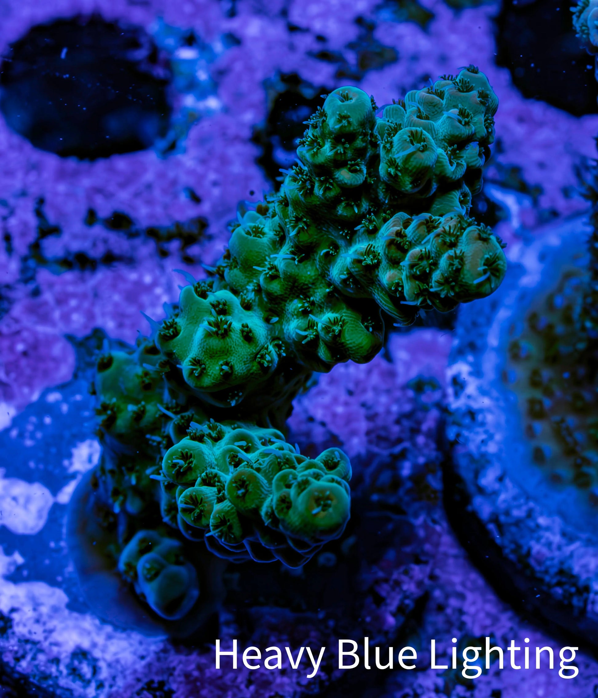 Acropora Coral - Acro Frag  WYSIWYG B2R5B1 Acropora Coral - Acro Frag  WYSIWYG B2R5B1 SPS Acropora Coral - Acro Frag  WYSIWYG B2R5B1 Zeo Box Reef