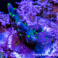 Acropora Coral - Bonsai Acro Frag Acropora Coral - Bonsai Acro Frag SPS Acropora Coral - Bonsai Acro Frag Zeo Box Reef