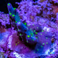 Acropora Coral - Bonsai Acro Frag Acropora Coral - Bonsai Acro Frag SPS Acropora Coral - Bonsai Acro Frag Zeo Box Reef