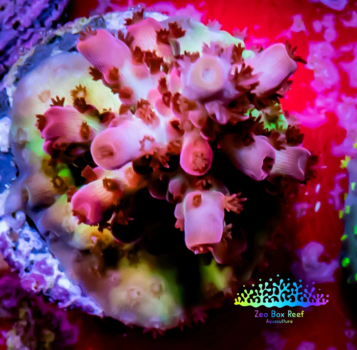 Acropora Coral - GumDrops Acro Frag WYSIWYG Acropora Coral - GumDrops Acro Frag WYSIWYG SPS Acropora Coral - GumDrops Acro Frag WYSIWYG Zeo Box Reef