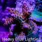 Acropora Coral - GumDrops Acro Frag WYSIWYG Acropora Coral - GumDrops Acro Frag WYSIWYG SPS Acropora Coral - GumDrops Acro Frag WYSIWYG Zeo Box Reef