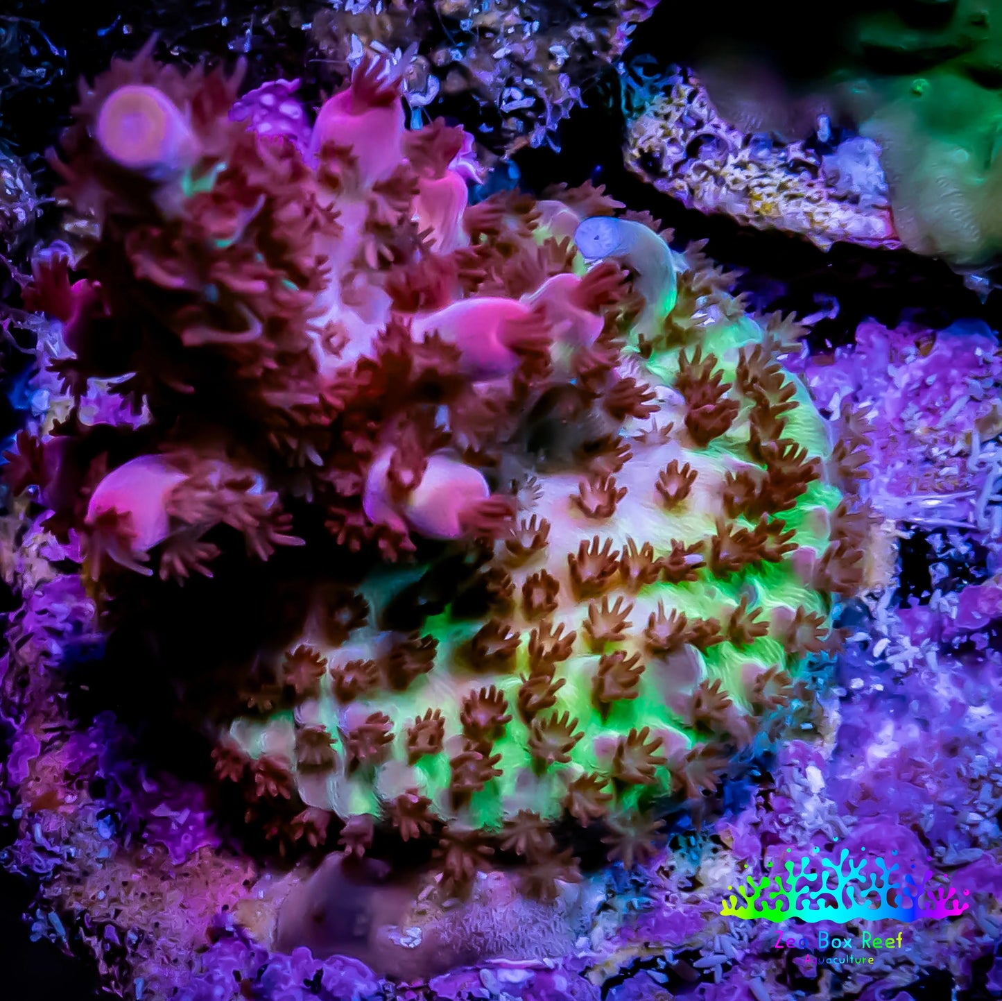 Acropora Coral - GumDrops Acro Frag WYSIWYG Acropora Coral - GumDrops Acro Frag WYSIWYG SPS Acropora Coral - GumDrops Acro Frag WYSIWYG Zeo Box Reef