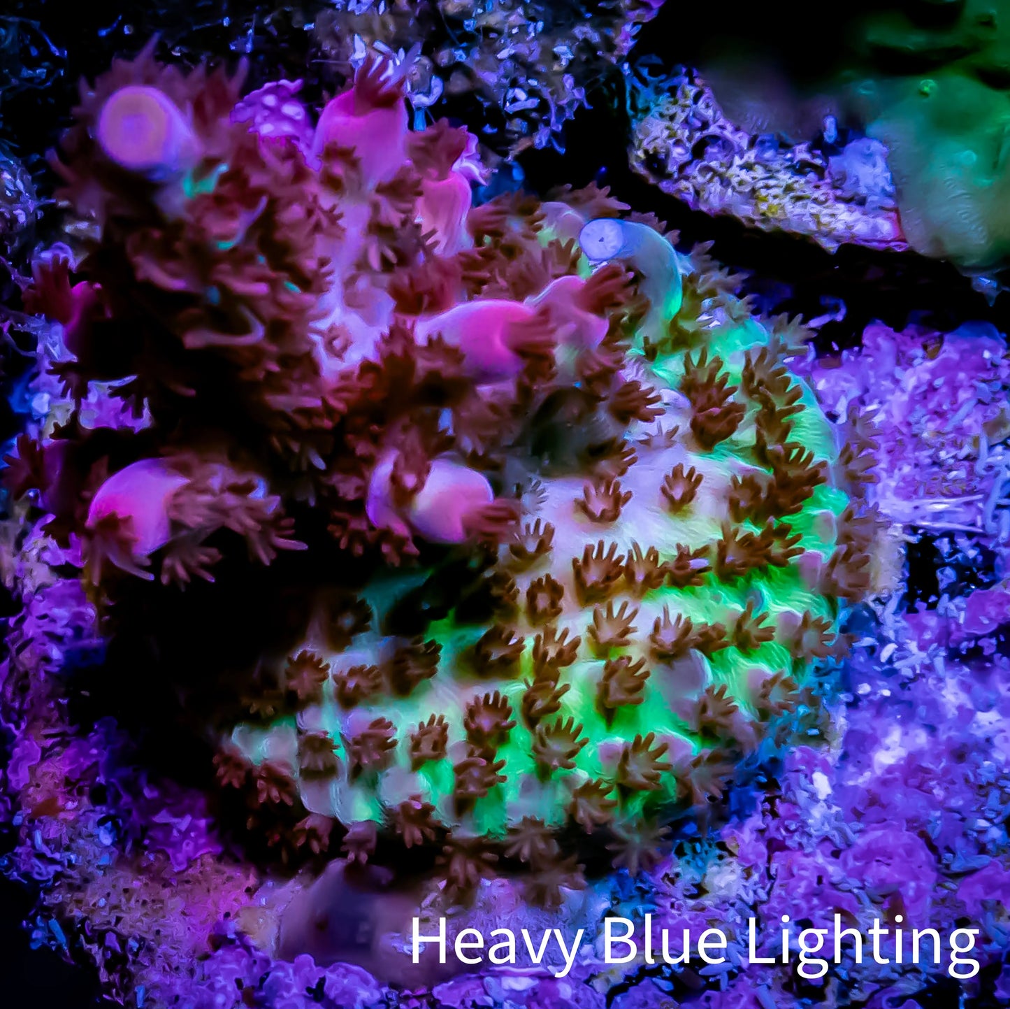 Acropora Coral - GumDrops Acro Frag WYSIWYG Acropora Coral - GumDrops Acro Frag WYSIWYG SPS Acropora Coral - GumDrops Acro Frag WYSIWYG Zeo Box Reef