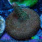 Acropora Coral -  Millepora Frag  WYSIWYG A2R5B1 Acropora Coral -  Millepora Frag  WYSIWYG A2R5B1 SPS Acropora Coral -  Millepora Frag  WYSIWYG A2R5B1 Zeo Box Reef