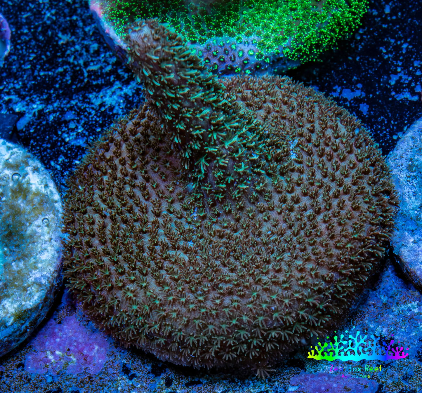 Acropora Coral -  Millepora Frag  WYSIWYG A2R5B1 Acropora Coral -  Millepora Frag  WYSIWYG A2R5B1 SPS Acropora Coral -  Millepora Frag  WYSIWYG A2R5B1 Zeo Box Reef