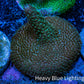 Acropora Coral -  Millepora Frag  WYSIWYG A2R5B1 Acropora Coral -  Millepora Frag  WYSIWYG A2R5B1 SPS Acropora Coral -  Millepora Frag  WYSIWYG A2R5B1 Zeo Box Reef
