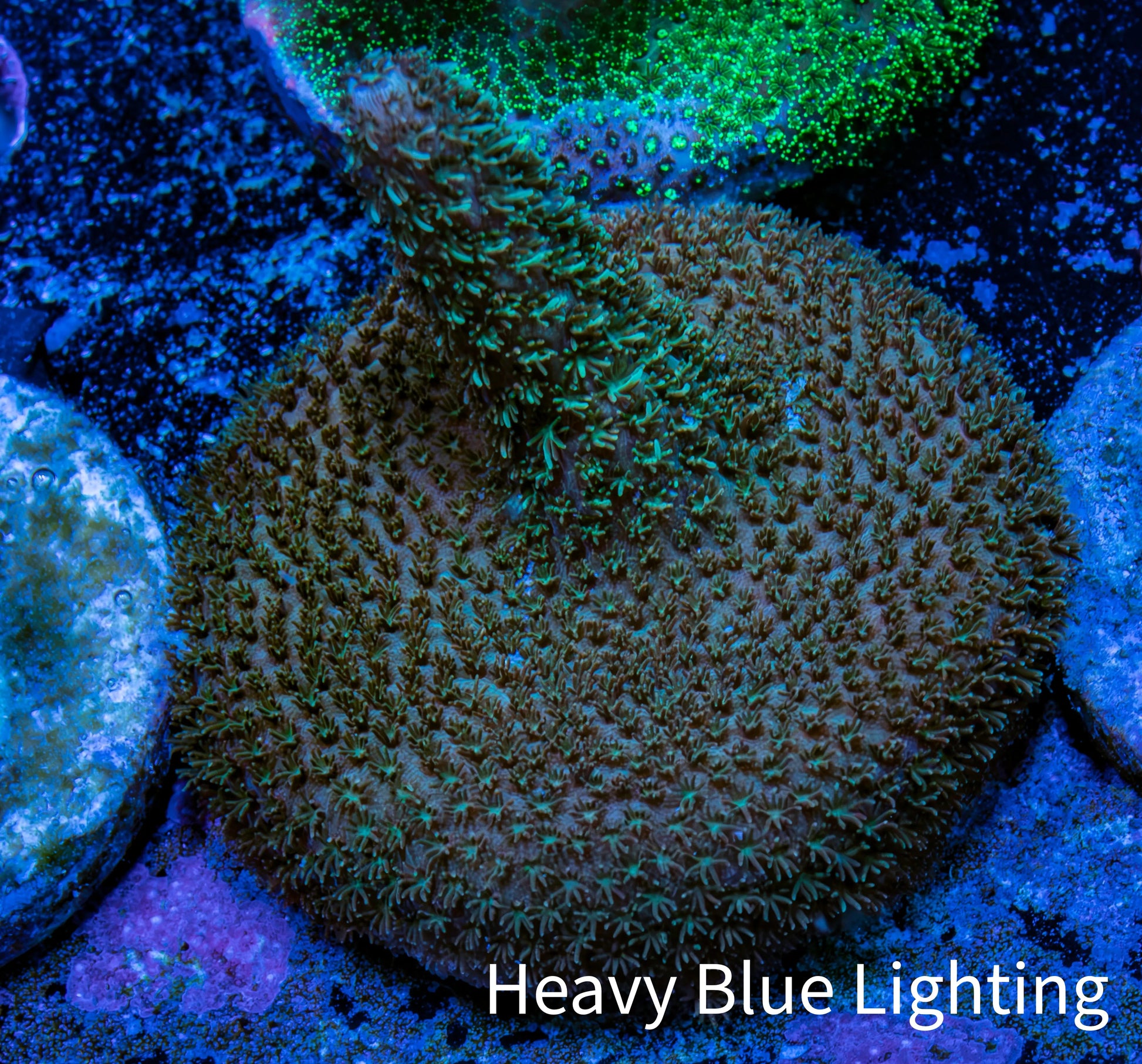 Acropora Coral -  Millepora Frag  WYSIWYG A2R5B1 Acropora Coral -  Millepora Frag  WYSIWYG A2R5B1 SPS Acropora Coral -  Millepora Frag  WYSIWYG A2R5B1 Zeo Box Reef