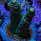 Acropora Coral - Millepora Frag  WYSIWYG B3R5B1 Acropora Coral - Millepora Frag  WYSIWYG B3R5B1 SPS Acropora Coral - Millepora Frag  WYSIWYG B3R5B1 Zeo Box Reef