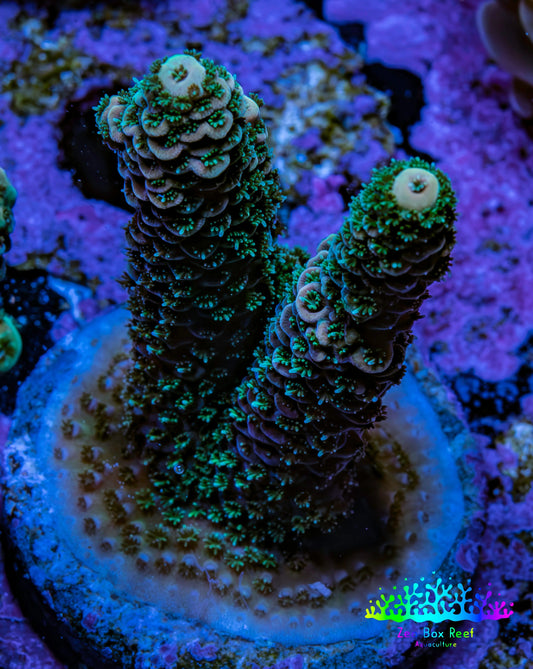 Acropora Coral - Millepora Frag  WYSIWYG B3R5B1 Acropora Coral - Millepora Frag  WYSIWYG B3R5B1 SPS Acropora Coral - Millepora Frag  WYSIWYG B3R5B1 Zeo Box Reef