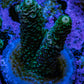 Acropora Coral - Millepora Frag  WYSIWYG B3R5B1 Acropora Coral - Millepora Frag  WYSIWYG B3R5B1 SPS Acropora Coral - Millepora Frag  WYSIWYG B3R5B1 Zeo Box Reef