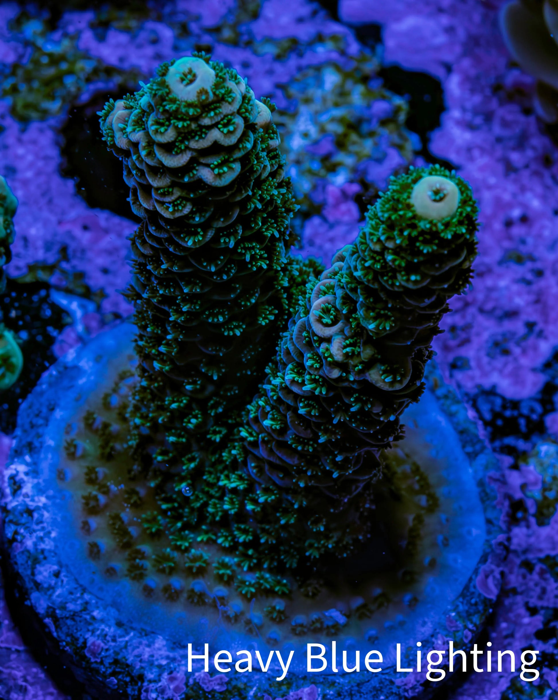 Acropora Coral - Millepora Frag  WYSIWYG B3R5B1 Acropora Coral - Millepora Frag  WYSIWYG B3R5B1 SPS Acropora Coral - Millepora Frag  WYSIWYG B3R5B1 Zeo Box Reef