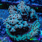 Acropora Coral - Sarmentosa Acro Frag  WYSIWYG Acropora Coral - Sarmentosa Acro Frag  WYSIWYG SPS Acropora Coral - Sarmentosa Acro Frag  WYSIWYG Zeo Box Reef