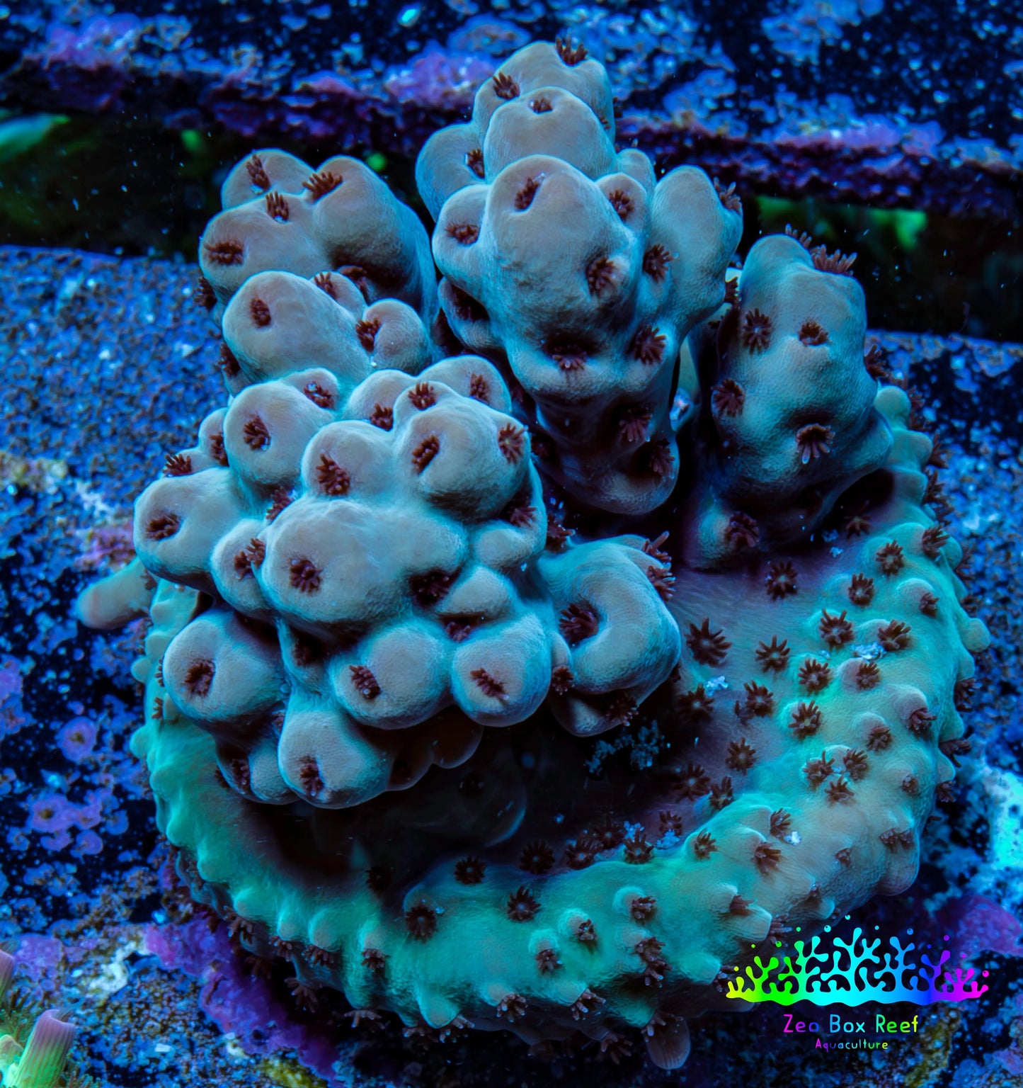 Acropora Coral - Sarmentosa Acro Frag  WYSIWYG Acropora Coral - Sarmentosa Acro Frag  WYSIWYG SPS Acropora Coral - Sarmentosa Acro Frag  WYSIWYG Zeo Box Reef
