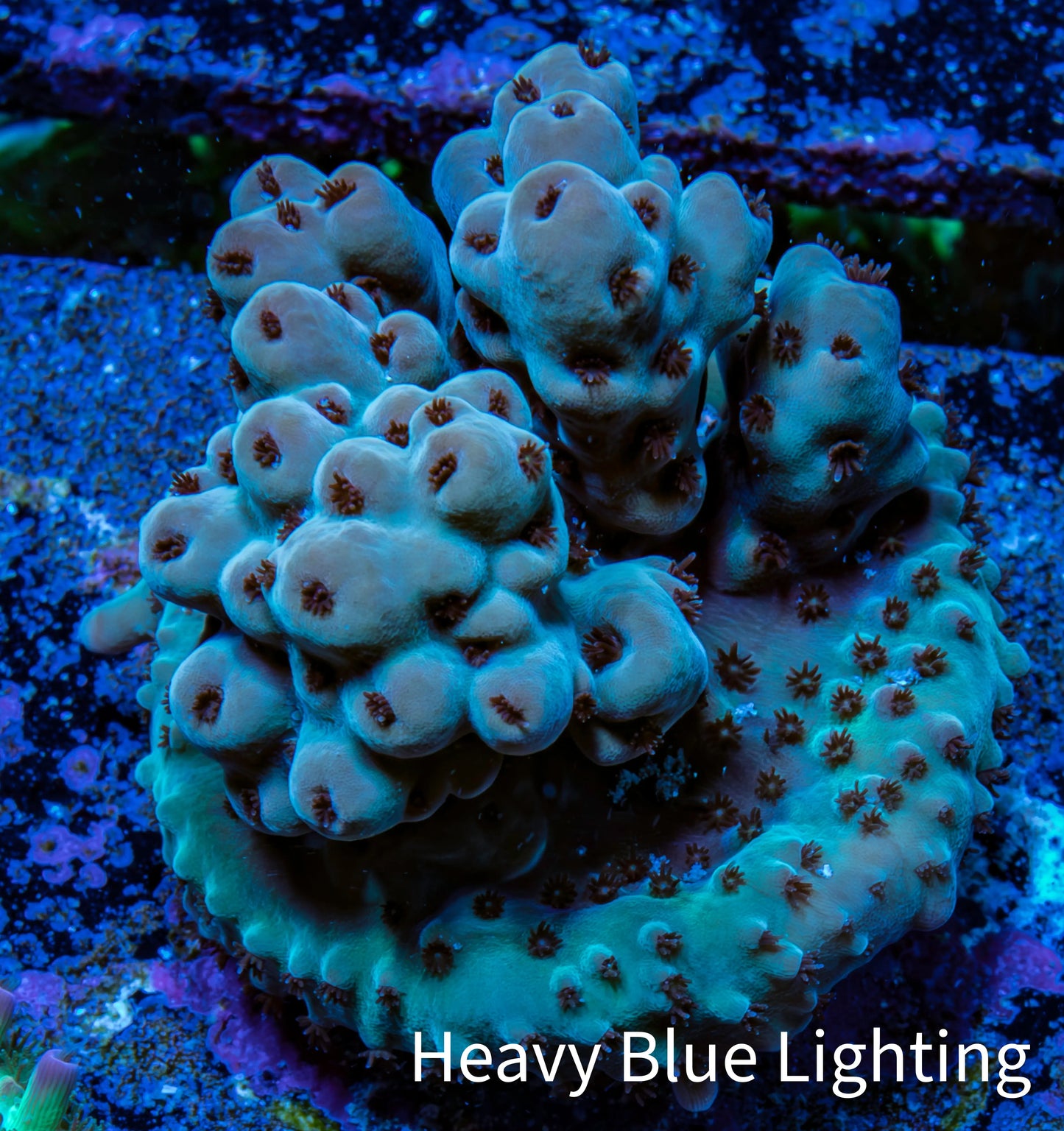 Acropora Coral - Sarmentosa Acro Frag  WYSIWYG Acropora Coral - Sarmentosa Acro Frag  WYSIWYG SPS Acropora Coral - Sarmentosa Acro Frag  WYSIWYG Zeo Box Reef