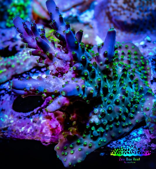 Acropora Coral - Sour Patch Acro Frag WYSIWYG Acropora Coral - Sour Patch Acro Frag WYSIWYG SPS Acropora Coral - Sour Patch Acro Frag WYSIWYG Zeo Box Reef