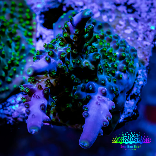 Acropora Coral - Sour Patch Acro Frag WYSIWYG Acropora Coral - Sour Patch Acro Frag WYSIWYG SPS Acropora Coral - Sour Patch Acro Frag WYSIWYG Zeo Box Reef