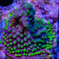 Acropora Coral - Sour Patch Acro Frag Acropora Coral - Sour Patch Acro Frag SPS Acropora Coral - Sour Patch Acro Frag Zeo Box Reef