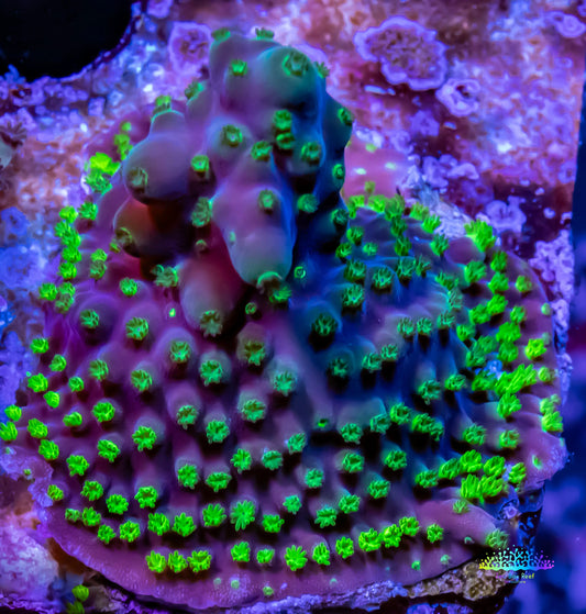 Acropora Coral - Sour Patch Acro Frag Acropora Coral - Sour Patch Acro Frag SPS Acropora Coral - Sour Patch Acro Frag Zeo Box Reef