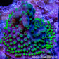 Acropora Coral - Sour Patch Acro Frag Acropora Coral - Sour Patch Acro Frag SPS Acropora Coral - Sour Patch Acro Frag Zeo Box Reef