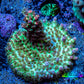 Acropora Coral - Strawberry Shortcake Acro Frag  WYSIWYG Acropora Coral - Strawberry Shortcake Acro Frag  WYSIWYG SPS Acropora Coral - Strawberry Shortcake Acro Frag  WYSIWYG Zeo Box Reef