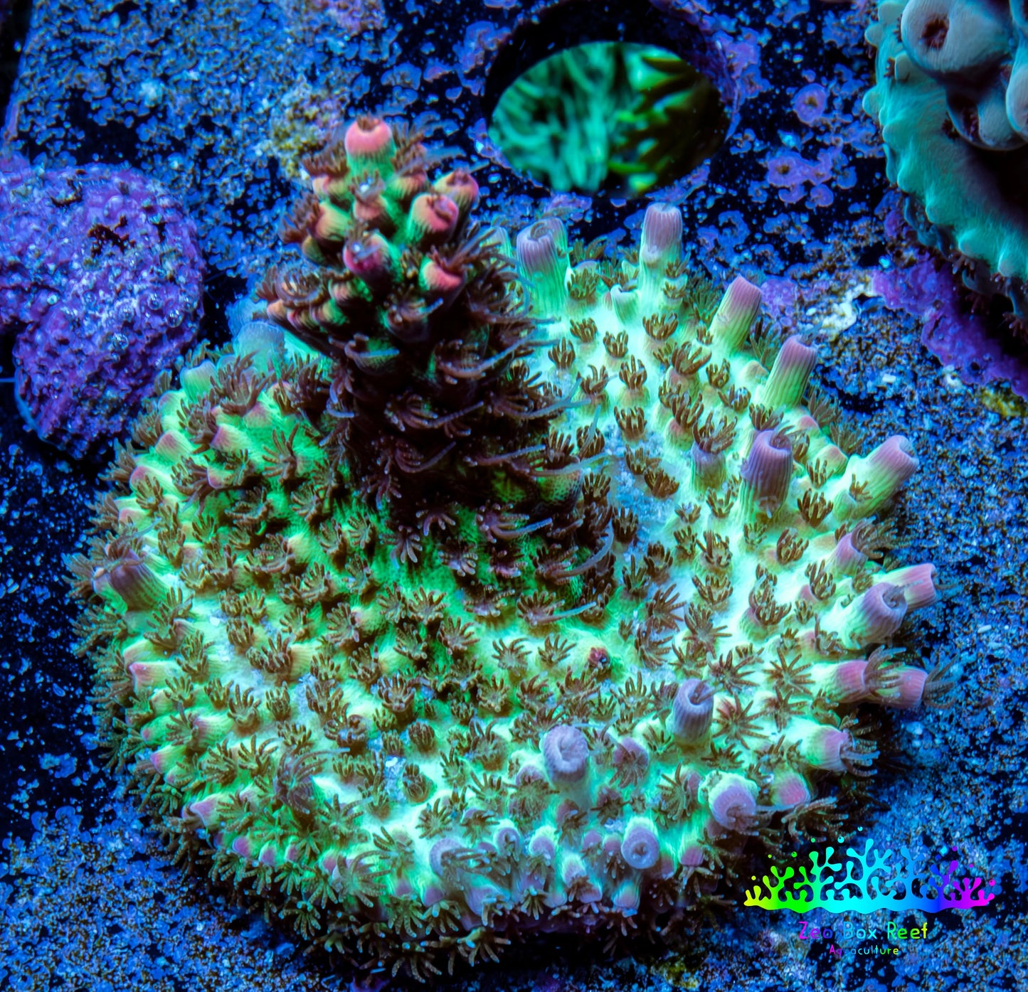 Acropora Coral - Strawberry Shortcake Acro Frag  WYSIWYG Acropora Coral - Strawberry Shortcake Acro Frag  WYSIWYG SPS Acropora Coral - Strawberry Shortcake Acro Frag  WYSIWYG Zeo Box Reef
