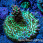 Acropora Coral - Strawberry Shortcake Acro Frag  WYSIWYG Acropora Coral - Strawberry Shortcake Acro Frag  WYSIWYG SPS Acropora Coral - Strawberry Shortcake Acro Frag  WYSIWYG Zeo Box Reef