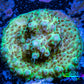 Acropora Coral -  Ultra  Acro Frag - Fuego -  WYSIWYG A8R2B1 Acropora Coral -  Ultra  Acro Frag - Fuego -  WYSIWYG A8R2B1 SPS Acropora Coral -  Ultra  Acro Frag - Fuego -  WYSIWYG A8R2B1 Zeo Box Reef