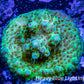 Acropora Coral -  Ultra  Acro Frag - Fuego -  WYSIWYG A8R2B1 Acropora Coral -  Ultra  Acro Frag - Fuego -  WYSIWYG A8R2B1 SPS Acropora Coral -  Ultra  Acro Frag - Fuego -  WYSIWYG A8R2B1 Zeo Box Reef