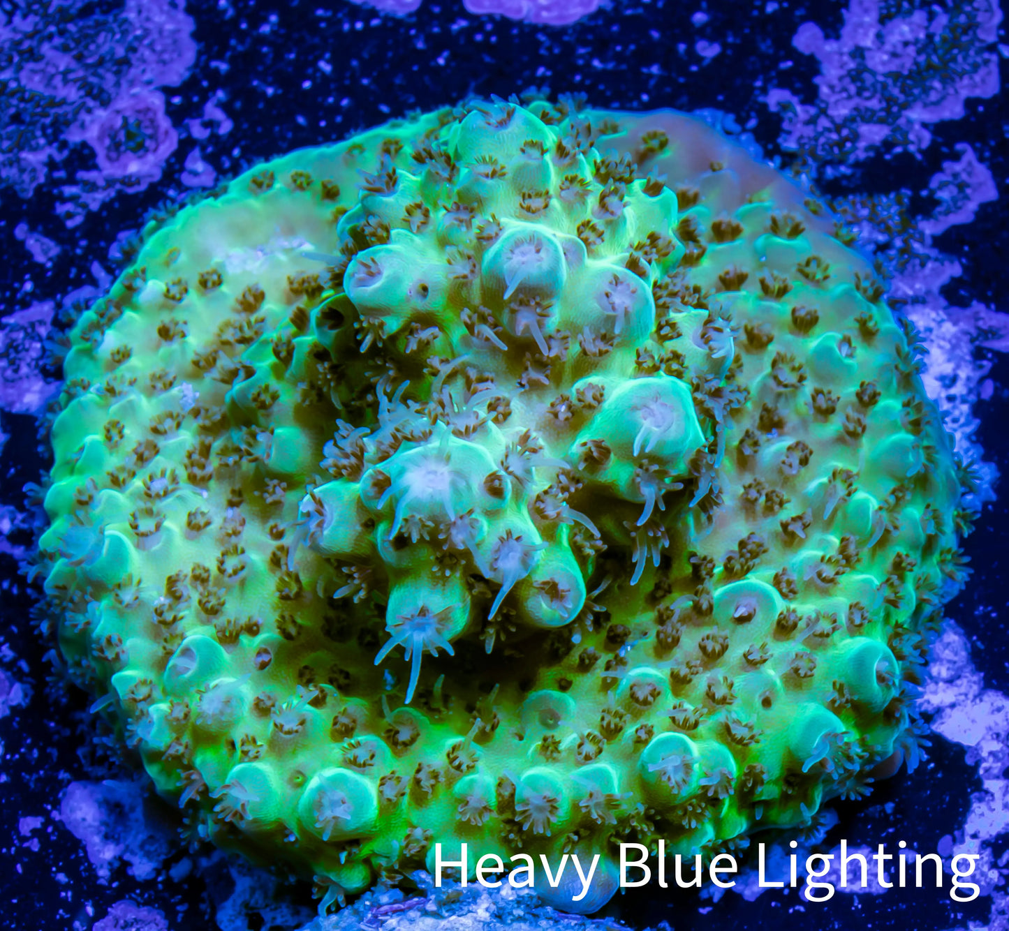 Acropora Coral -  Ultra  Acro Frag - Fuego -  WYSIWYG A8R2B1 Acropora Coral -  Ultra  Acro Frag - Fuego -  WYSIWYG A8R2B1 SPS Acropora Coral -  Ultra  Acro Frag - Fuego -  WYSIWYG A8R2B1 Zeo Box Reef