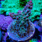 Acropora Coral -  Ultra  Acro Frag - Starfire - WYSIWYG A5R2B1 Acropora Coral -  Ultra  Acro Frag - Starfire - WYSIWYG A5R2B1 SPS Acropora Coral -  Ultra  Acro Frag - Starfire - WYSIWYG A5R2B1 Zeo Box Reef