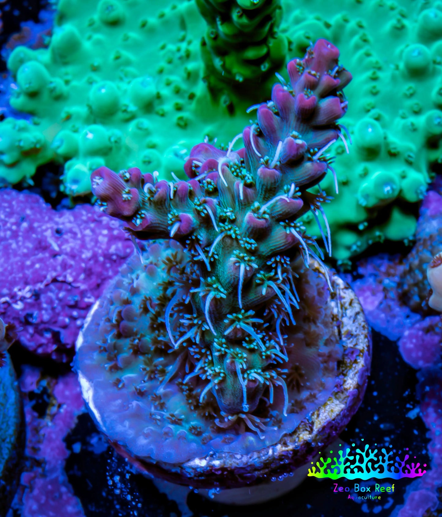 Acropora Coral -  Ultra  Acro Frag - Starfire - WYSIWYG A5R2B1 Acropora Coral -  Ultra  Acro Frag - Starfire - WYSIWYG A5R2B1 SPS Acropora Coral -  Ultra  Acro Frag - Starfire - WYSIWYG A5R2B1 Zeo Box Reef
