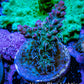 Acropora Coral -  Ultra  Acro Frag - Starfire - WYSIWYG A5R2B1 Acropora Coral -  Ultra  Acro Frag - Starfire - WYSIWYG A5R2B1 SPS Acropora Coral -  Ultra  Acro Frag - Starfire - WYSIWYG A5R2B1 Zeo Box Reef