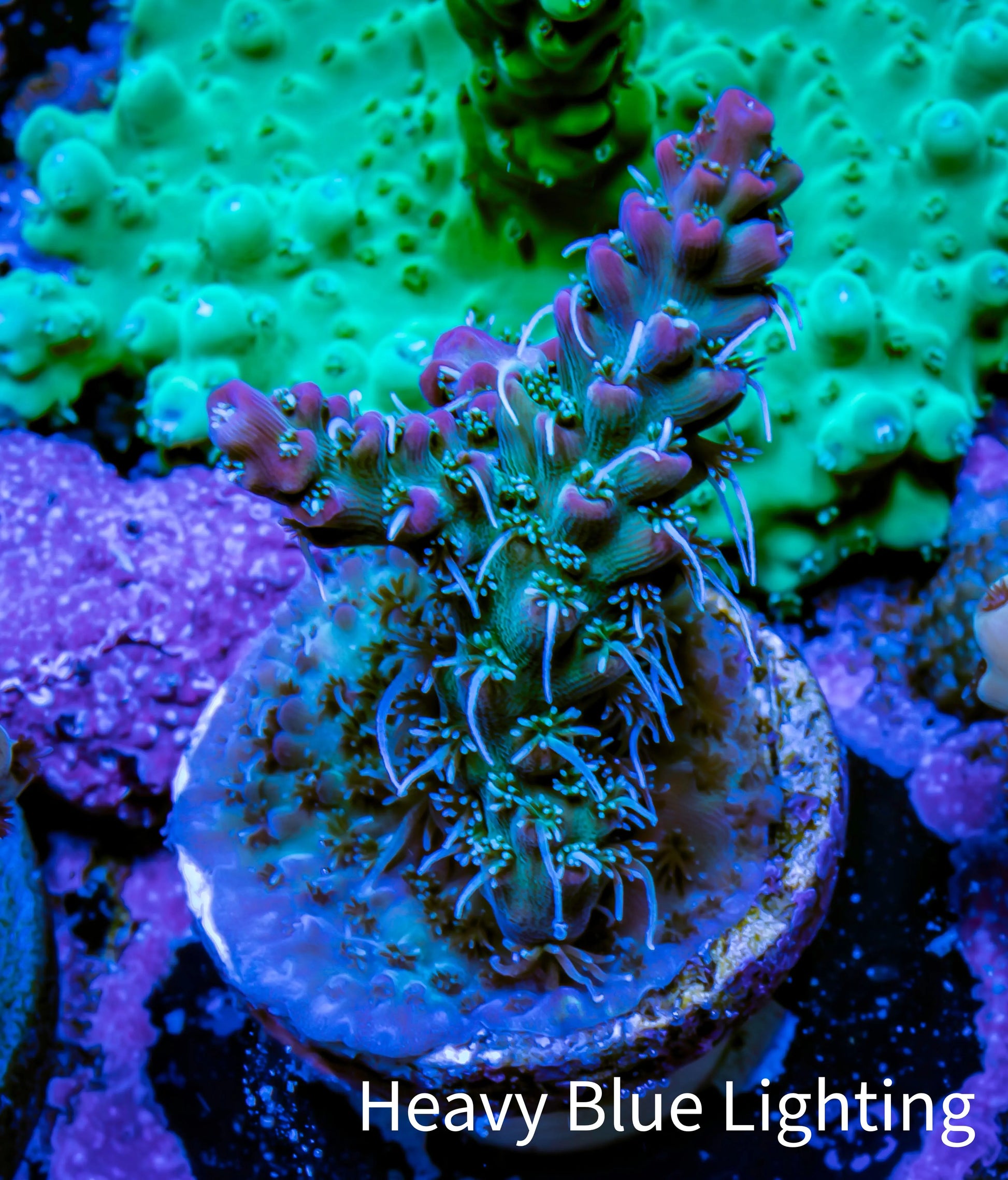 Acropora Coral -  Ultra  Acro Frag - Starfire - WYSIWYG A5R2B1 Acropora Coral -  Ultra  Acro Frag - Starfire - WYSIWYG A5R2B1 SPS Acropora Coral -  Ultra  Acro Frag - Starfire - WYSIWYG A5R2B1 Zeo Box Reef