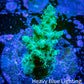 Acropora Coral -  Ultra  Acro Frag WYSIWYG A10R2B1 Acropora Coral -  Ultra  Acro Frag WYSIWYG A10R2B1 SPS Acropora Coral -  Ultra  Acro Frag WYSIWYG A10R2B1 Zeo Box Reef
