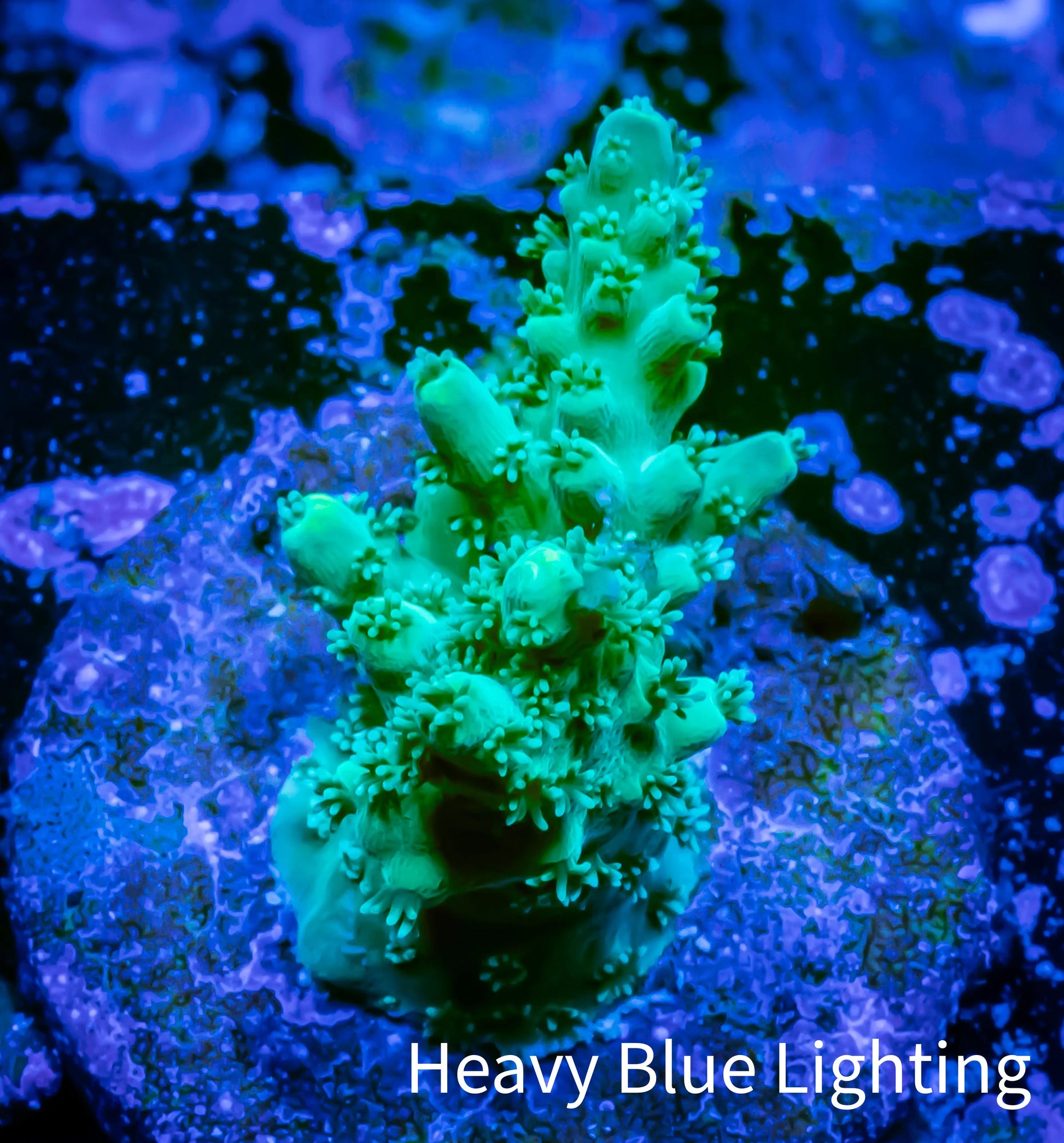 Acropora Coral -  Ultra  Acro Frag WYSIWYG A10R2B1 Acropora Coral -  Ultra  Acro Frag WYSIWYG A10R2B1 SPS Acropora Coral -  Ultra  Acro Frag WYSIWYG A10R2B1 Zeo Box Reef