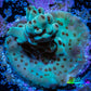 Acropora Coral -  Ultra Acro Frag WYSIWYG A10R4B1 Acropora Coral -  Ultra Acro Frag WYSIWYG A10R4B1 SPS Acropora Coral -  Ultra Acro Frag WYSIWYG A10R4B1 Zeo Box Reef