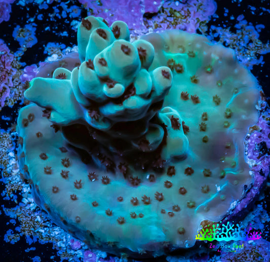 Acropora Coral -  Ultra Acro Frag WYSIWYG A10R4B1 Acropora Coral -  Ultra Acro Frag WYSIWYG A10R4B1 SPS Acropora Coral -  Ultra Acro Frag WYSIWYG A10R4B1 Zeo Box Reef