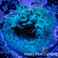Acropora Coral -  Ultra Acro Frag WYSIWYG A10R4B1 Acropora Coral -  Ultra Acro Frag WYSIWYG A10R4B1 SPS Acropora Coral -  Ultra Acro Frag WYSIWYG A10R4B1 Zeo Box Reef