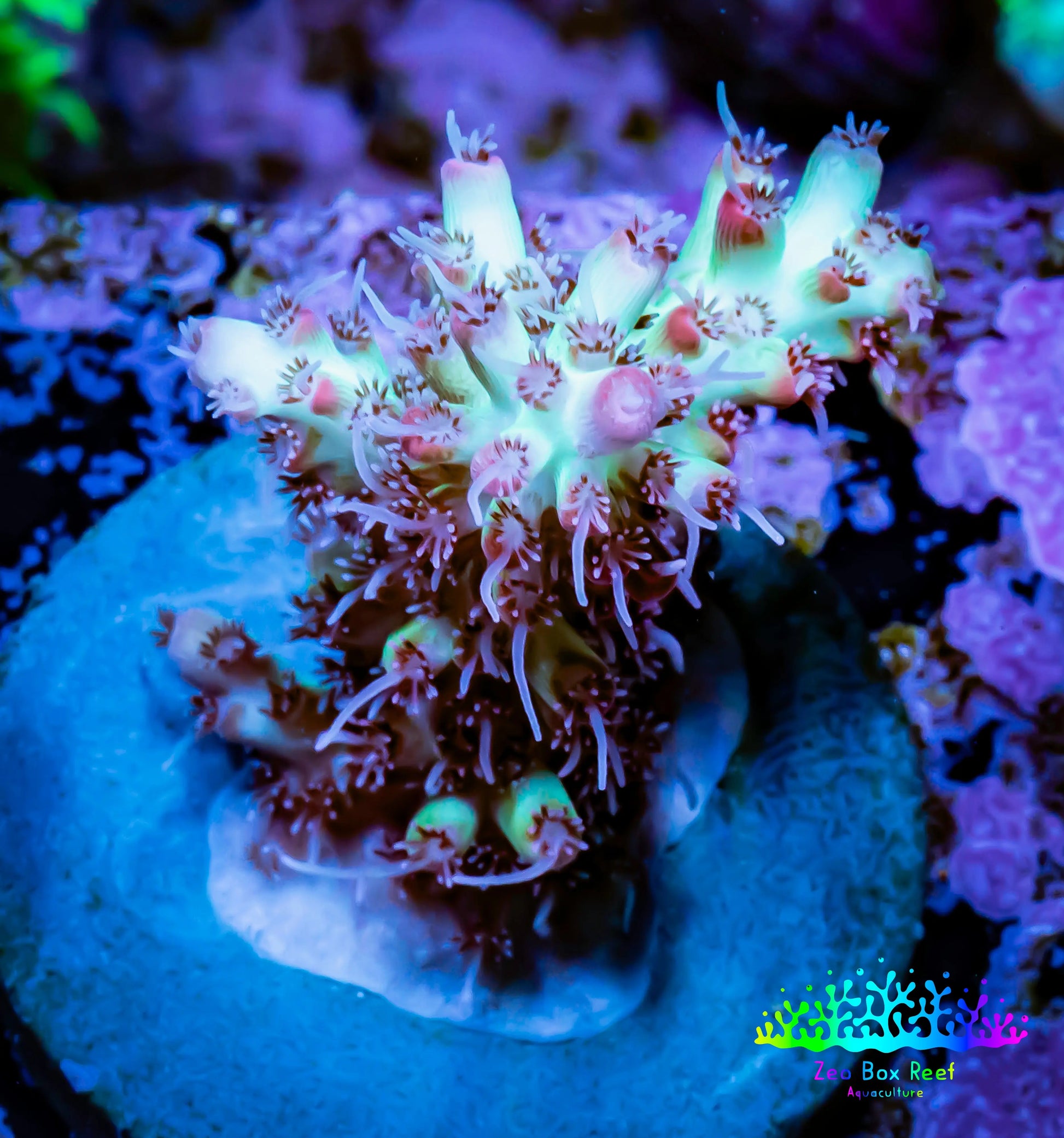 Acropora Coral -  Ultra Acro Frag WYSIWYG A10R5B1 Acropora Coral -  Ultra Acro Frag WYSIWYG A10R5B1 SPS Acropora Coral -  Ultra Acro Frag WYSIWYG A10R5B1 Zeo Box Reef