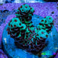 Acropora Coral - Ultra Acro Frag  WYSIWYG A10R5B1 Acropora Coral - Ultra Acro Frag  WYSIWYG A10R5B1 SPS Acropora Coral - Ultra Acro Frag  WYSIWYG A10R5B1 Zeo Box Reef