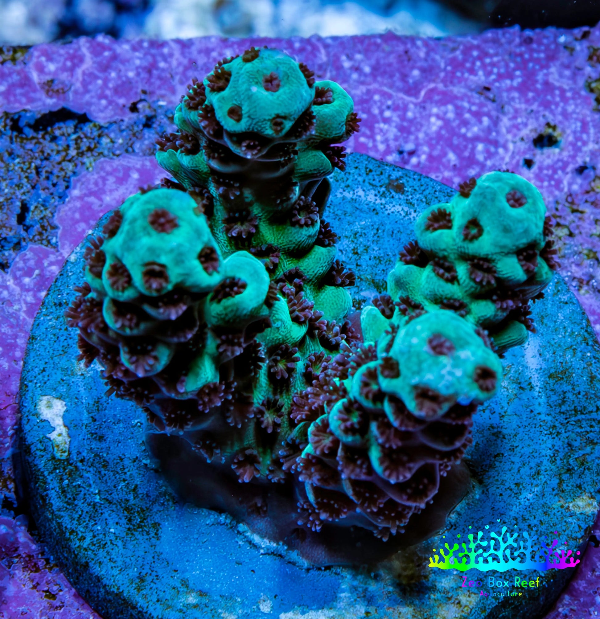Acropora Coral - Ultra Acro Frag  WYSIWYG A10R5B1 Acropora Coral - Ultra Acro Frag  WYSIWYG A10R5B1 SPS Acropora Coral - Ultra Acro Frag  WYSIWYG A10R5B1 Zeo Box Reef