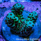 Acropora Coral - Ultra Acro Frag  WYSIWYG A10R5B1 Acropora Coral - Ultra Acro Frag  WYSIWYG A10R5B1 SPS Acropora Coral - Ultra Acro Frag  WYSIWYG A10R5B1 Zeo Box Reef