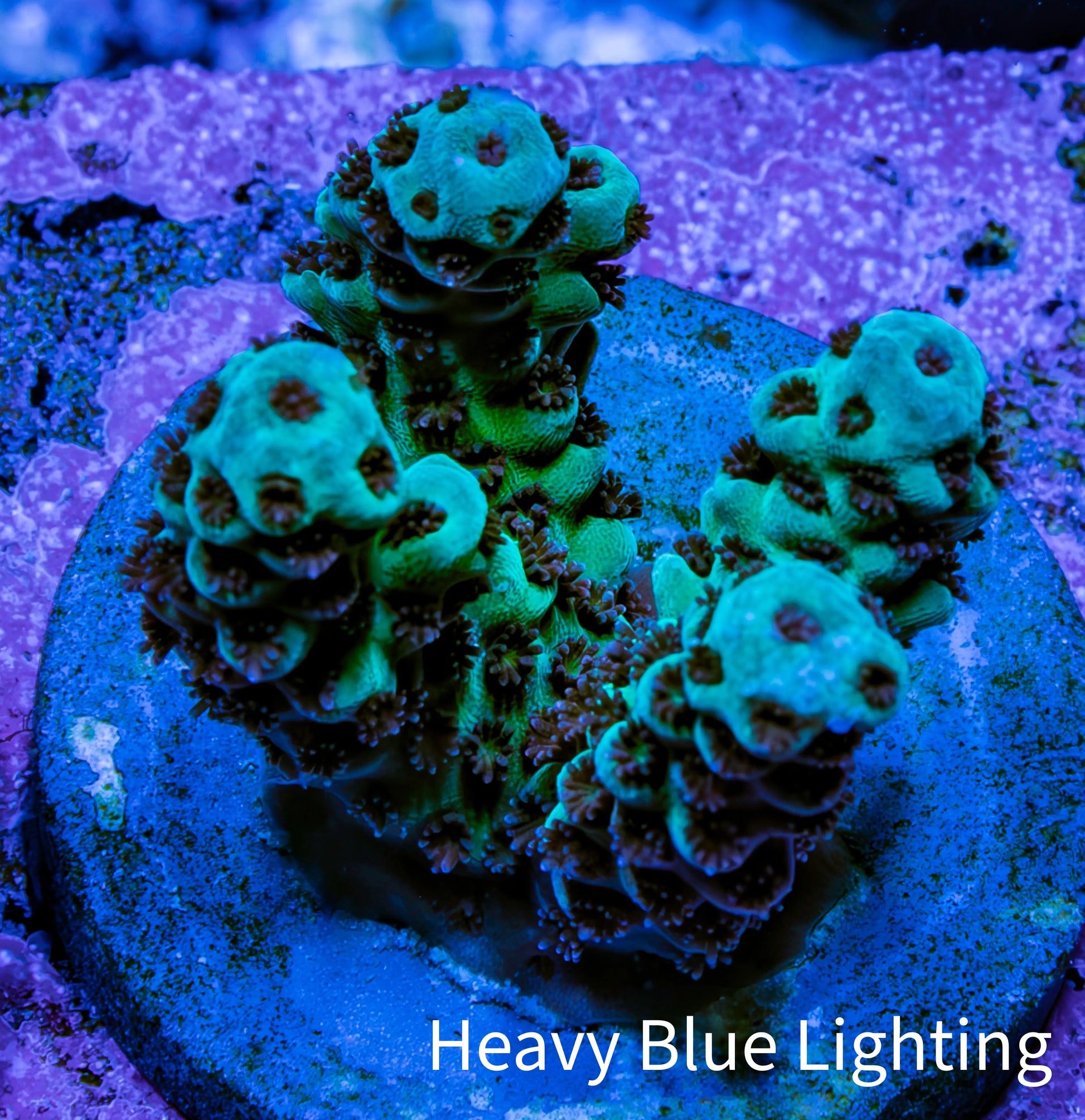 Acropora Coral - Ultra Acro Frag  WYSIWYG A10R5B1 Acropora Coral - Ultra Acro Frag  WYSIWYG A10R5B1 SPS Acropora Coral - Ultra Acro Frag  WYSIWYG A10R5B1 Zeo Box Reef