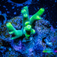 Acropora Coral -  Ultra  Acro Frag WYSIWYG A11R2B1 Acropora Coral -  Ultra  Acro Frag WYSIWYG A11R2B1 SPS Acropora Coral -  Ultra  Acro Frag WYSIWYG A11R2B1 Zeo Box Reef